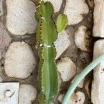 Euphorbia murielii Cortiza