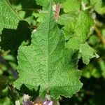 Sparrmannia ricinocarpa Φύλλο