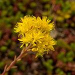 Petrosedum rupestre Blomst