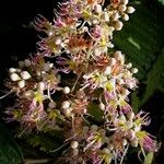 Miconia donaeana Flower