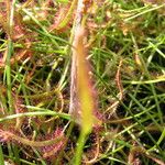 Drosera binata Blatt