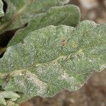Eriogonum gossypinum Leaf