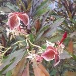 Cerbera manghas Blüte