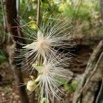 Barringtonia racemosa 花