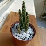 Tephrocactus verschaffeltii Lehti