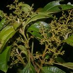 Miconia theizans Hoja