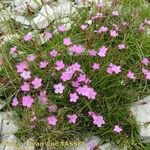 Dianthus subacaulis Habitus