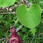 Aristolochia ringens Leaf