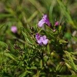 Satureja subspicata Flower