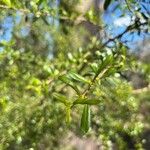 Bursaria spinosa Blad