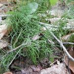 Equisetum scirpoides 整株植物