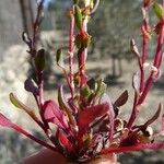 Rumex bucephalophorus Rinde