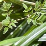 Angelica sylvestris ഇല