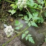 Oenanthe sarmentosa Flower