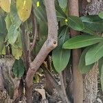 Corynocarpus laevigatus Casca