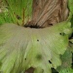 Platycerium stemaria ഇല