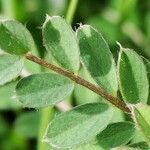 Vicia pannonica Deilen