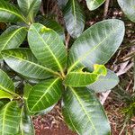 Tabernaemontana cerifera Leaf