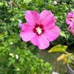Hibiscus mutabilis Blomst