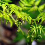 Gymnocarpium dryopteris Blatt