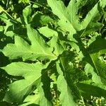 Heracleum maximum Leaf