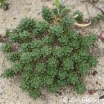 Draba dubia Hoja