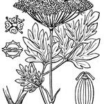 Cnidium silaifolium Other