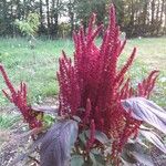 Amaranthus hybridus Blad