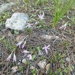 Colchicum stevenii Λουλούδι