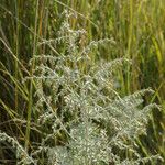 Artemisia maritima ᱵᱟᱦᱟ