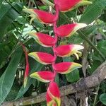Heliconia rostrata Çiçek
