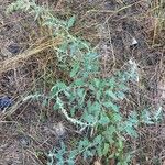 Chenopodium vulvaria Habitus