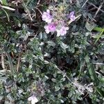 Thymus serpyllum 葉