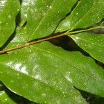 Myrcia splendens Leaf