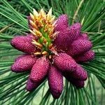 Pinus elliottii Цвят