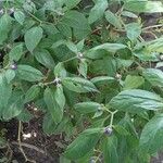 Capsicum pubescens Fruto