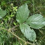 Rubus canescens 葉