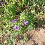 Veronica longifolia Cvet