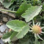 Scabiosa vestita Frunză