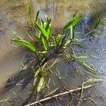 Alisma plantago-aquatica Habitat