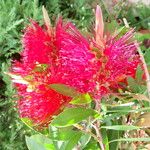 Melaleuca citrina Flower