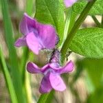 Vicia sepiumFlower