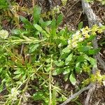Sesamoides pygmaea Likasa
