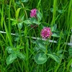 Trifolium medium Hábito