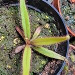 Drosera adelae Hoja