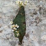 Saxifraga squarrosa Flower