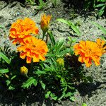 Tagetes erecta 形態