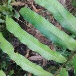 Dryopteris sieboldii Leaf