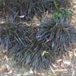 Ophiopogon planiscapus Habitus