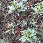 Cistus laurifolius Blad